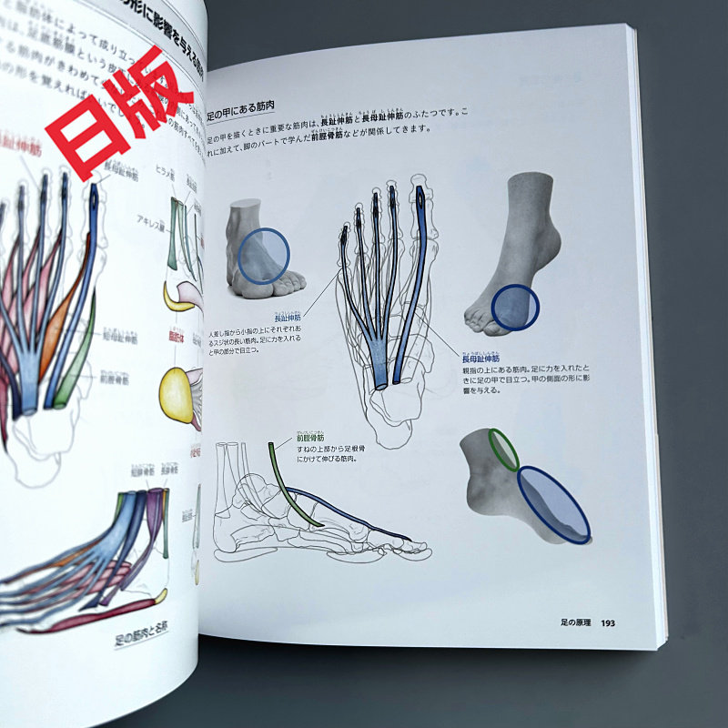 Elementi fondamentali del dise - Japanese Manga Drawing Tutorial Book recensione e prezzo